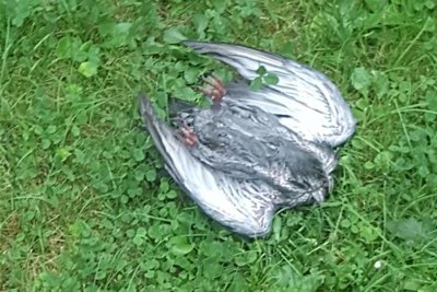 Regelmäßig liegen verendete Tauben wie diese im Grundstück der Familie Strupp.