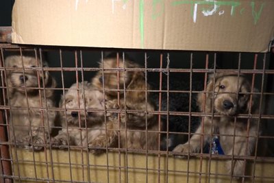 Immer wieder werden geschmuggelte Hundewelpen an der Grenze beschlagnahmt.