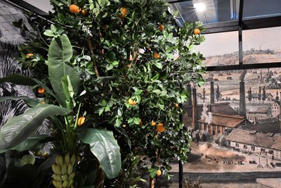 Der Steinkohlebergbau im Oelsnitzer Revier trieb auch skurrile Blüten: Mehr als 200 Jahre lang brannten unterirdisch Kohleflöze. Die Wärme dieser Feuer ermöglichte den Anbau teils exotischer Früchte.