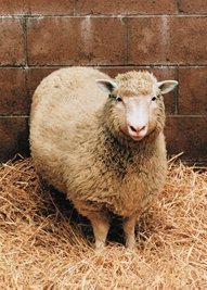 Das Klonschaf "Dolly" löste vor 25 Jahren eine Grundsatzdiskussion über Ethik in der Wissenschaft aus. 