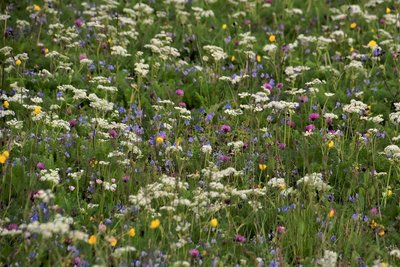 Die Bergwiesen sind typisch für das Erzgebirge. Sie sind Heimat für unzählige Pflanzen und Tiere. Eine Gefahr für sie ist das Mulchen. Bleibt das Schnittgut auf der Fläche und verrottet da, kann es zu einer starken Nährstoffanreicherung kommen, die sich ungünstig auf die Bergwiesen-Arten auswirkt, da diese eher auf mageren Standorten wachsen. 