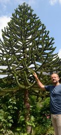 Etwa 20 Jahre alt und knapp sechs Meter hoch ist die Chilenische Araukarie im Vorgarten von Michael Vogel auf der Ellefelder Juchhöh. Wie der Name verrät, stammt dieser Exot ursprünglich aus Südamerika. 