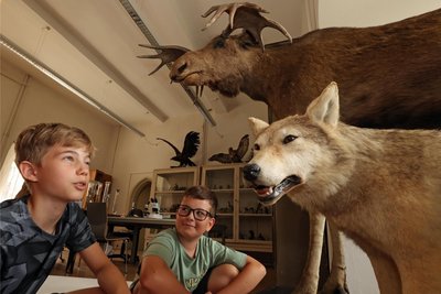 Lukas Ketzel (links) und Len Konieczny betrachten ausgestopfte Tiere, hier Elch und Wolf, in einem Depotraum, der sonst Besuchern der Burg verborgen bleibt.