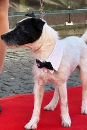 Hat sich als tierischer Hauptdarsteller ebenfalls in Schale geworfen für Fabulix: Parson Russell Terrier Boreggo. Mit weißem Kragen und schwarzer Fliege hat er auf dem roten Teppich allen Stars die Show gestohlen.