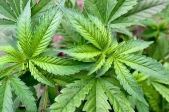 72-Jährige als Drogendealerin verurteilt -