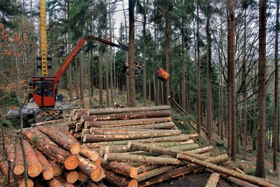 Den Schwarzenberger Stadtwald prägen teilweise schwierige topografische Verhältnisse. So kam bei der Holzernte am Franzosenweg auch schon ein Seilkran zum Einsatz.