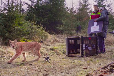 Luchs Juno wurde am 18. März 2024 im Erzgebirge ausgewildert.