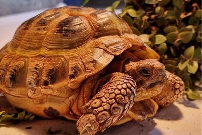 Diese Landschildkröte, eine Vierzehenschildkröte, ist im April nahe den Greifensteinen bei Ehrenfriedersdorf gefunden und ins Tierheim Vielauer Wald bei Zwickau gebracht worden. Die Suche nach einem Zuhause war bisher erfolglos.