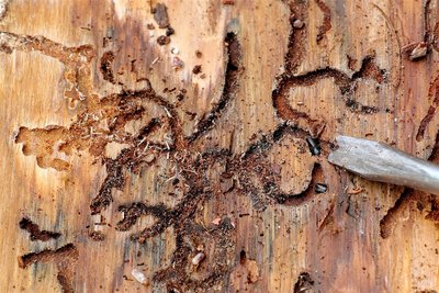 Auch an diesem Baum im Schwarzenberger Schlosswald haben Borkenkäfer ihre Fressspuren hinterlassen.