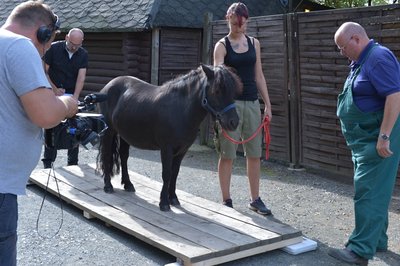 Idefix auf der Waage. Er wiegt nur noch 190 Kilogramm.