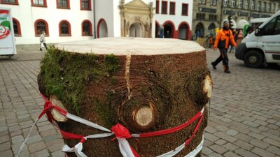 Im Stamm wurde ein Riss festgestellt.