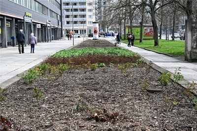 Ein bisschen grün und viel grau: Die Beete an der Brückenstraße sind aktuell kein schöner Anblick. Das soll sich nun ändern.