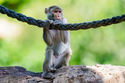 In freier Wildbahn sind Rhesusaffen vor allem in Asien anzutreffen - hierzulande lassen sie sich in Zoos beobachten. (Symbolfoto)