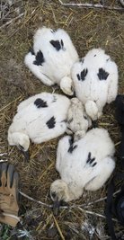 Im Storchennest in Burgstädt befinden sich fünf Junge. Vor wenigen Tagen sind sie geschlüpft. Eines der Küken ist noch recht klein. 