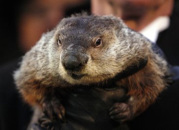 Murmeltier Phil bei der Wettervorhersage in Gobblers Knob in Punxsutawney. Es hat den falschen Riecher beim Frühling gehabt - nun muss das weltberühmte Murmeltier Phil aus dem US-Staat Pennsylvania um sein Leben zittern. Ein Staatsanwalt aus dem Nachbarstaat Ohio droht dem Nager augenzwinkernd mit der Todesstrafe.