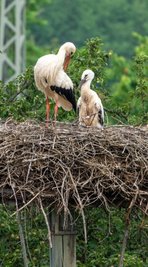 Das Jungtier (rechts im Bild) lässt sich von einem Altvogel füttern. Neben dem Horst in Penna gibt es auch andernorts im Landkreis Störche, die ihren Nachwuchs versorgen. 