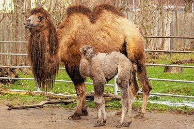 Der junge Trampeltierhengst Elmar mit seiner Mutter Elsa.