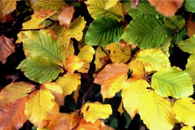 Buchen nehmen im Herbst verschiedene Farbtöne an. 