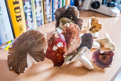 Sie sind schon zu alt für den Verzehr: Die Ausbeute des letzten Streifzuges von Pilzberater Andreas Simon aus Zwönitz.