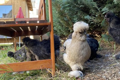 Neugierig, zutraulich - die Seidenhühner des Hühnerhofs im Mitmachgarten stammen von einer Züchterin aus Abhorn.