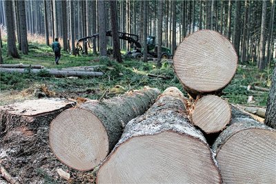 Steht 2023 mit im Forstwirtschaftsplan der Stadt Schwarzenberg: Grünholzeinschlag im kommunalen Wald, hier durch eine beauftragte Firma. 