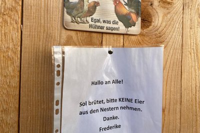 Liebevoll bis ins Detail. Das Ausbrüten des ersten Nachwuchses des Mitmach-Hühnerhofs ist ein Ereignis für alle. Henne Sol gluckt am Freitag den 21. Tag über einem Ei - am Sonntag zur Eröffnung des Gartens könnte das Kücken also da sein.