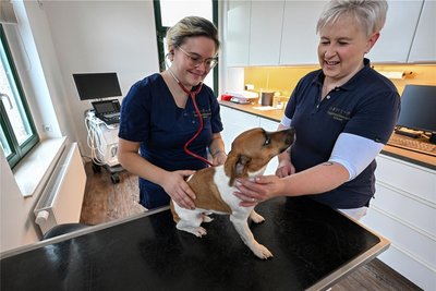 Tierärztin Nicole Schreiter (links) und Praxismanagerin Yvonne Eglinski untersuchen Jack Russel Terrier Karl.
