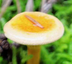 Der Falsche Pfifferling hat eine etwas ledrige Oberfläche und ist nur schwer verdaulich. Er besitzt Lamellen, während der Echte Pfifferling zu den Leistenpilzen gehört.