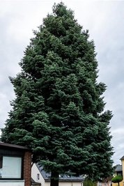 Diese 22 Meter hohe Colorado-Tanne war der Zwickauer Weihnachtsbaum 2022.
