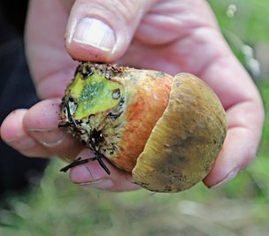 Der Flockenstielige Hexen-Röhrling, auch Schuster-, Tannen- oder Donnerpilz genannt, verfärbt sich nach Anschnitt blau. Roh ist er ungenießbar, gegart aber recht lecker.