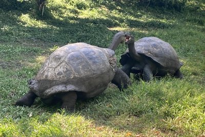 Früher dienten sie als Proviant, heute sind die Galápagos-Riesenschildkröten streng geschützt.