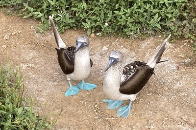 Auf Galápagos nisten drei Tölpelarten. Die Blaufußtölpel sind die anmutigsten.