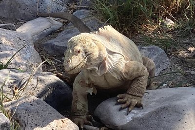 Darwin hielt nicht viel von den Landleguanen - sie sind Überbleibsel aus der Urzeit.