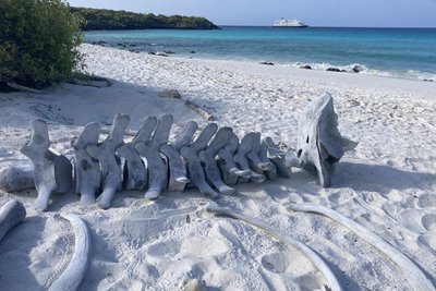 Walskelette liegen im weißen Sand.