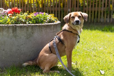 Jazzy war einst eine Straßenhündin in Rumänien, seit einiger Zeit lebt die agile Hundedame im Tierheim „Neu-Amerika“. Die junge Hündin wartet dort auf Familienanschluss.
