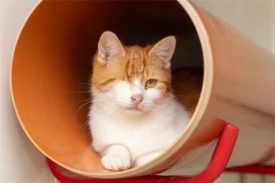 Kater Yakari hat mit seinen Kumpels Orell und Peter Pan schon das große Los gezogen. Die Drei konnten gemeinsam in ein neues Zuhause im Vogtland umziehen. Auch Yakari war als Notfall schwer verletzt ins Tierheim gekommen.