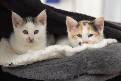 Im Tierheim „Neu-Amerika“ werden zurzeit zahlreiche Katzenkinder betreut. Bevorzugt werden die Kleinen zu zweit vermittelt.