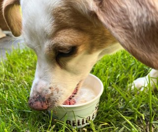 Hunde-Eis - das gibt es seit wenigen Tagen auch Mittweida. 
