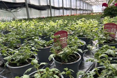 Die Balkonpflanze des Jahres vor der Blüte.