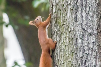 Tierisches Leben im Kurpark von Bad Saarow.