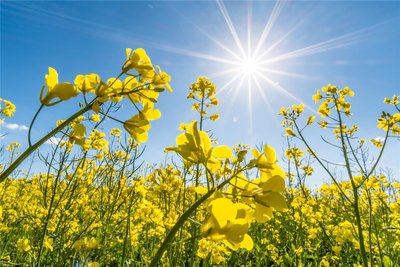 Auf den Feldern im Erzgebirge neigt sich die Rapsblüte dem Ende zu. Wie sehr der Frost der Pflanze geschadet hat, ist noch nicht genau bekannt.