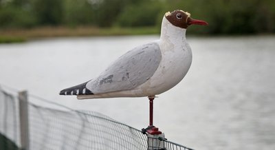 Die extra installierte Attrappe hat keine Lachmöwen zum Bleiben animiert, ist aber von anderen Vögeln am Kopf attackiert worden. 