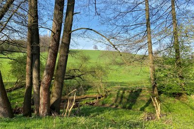 An diesem Hang unterhalb der Gränitz-Linde (Hintergrund Bildmitte) und oberhalb der Waldstraße soll die Freiflächen-Fotovoltaikanlage entstehen.