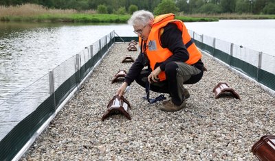Jens Hering bei der Kontrolle der auf der Brutvogelinsel installierten Dachziegel, die als Unterschlupf für Jungvögel dienen sollten. Alle sind leer geblieben. Zumindest dieses Jahr haben die Lachmöwen die Insel nicht angenommen.