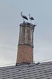 Junge Störche, gesichtet in Lichtenberg auf dem Schornstein gegenüber des Edeka-Marktes.