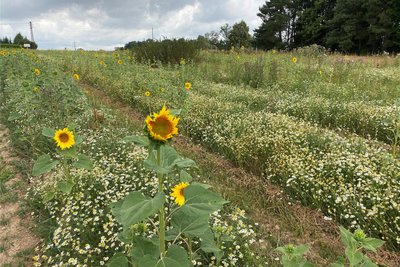 Der erste Satz des Jahres: Einige Nachzügler strecken die Hälse noch gen Sonne. Drumherum wächst Kamille.