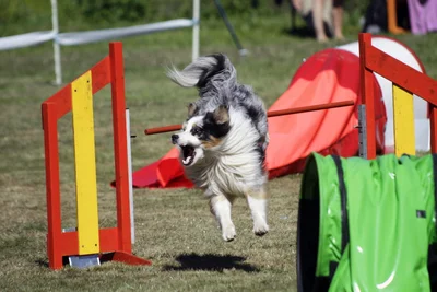 Border Collies gehören zu den Britischen Hütehunden.