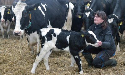 Die Mutterkuh "Fiona" mit ihrem (noch namenlosen) Kalb. Mitarbeiterin Adelheid Großer kümmert sich im Stall um die Tiere. 