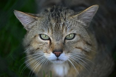 Die Wildkatze (Beispielfoto) gilt in Mittelsachsen als seltener und schwer fassbarer Gast.