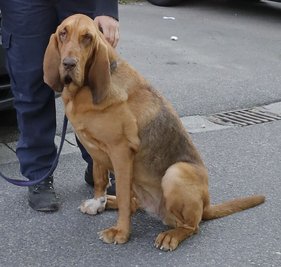 Suchhund April (Rasse Bloodhound)